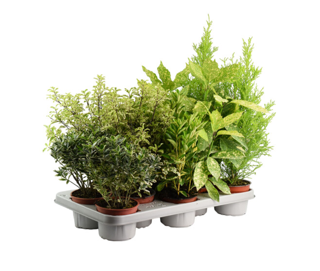 PLANTES EXT VARIEES
