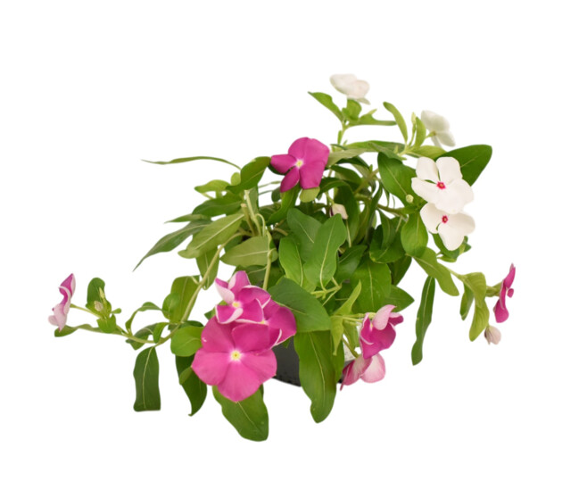 CATHARANTHUS VINCA