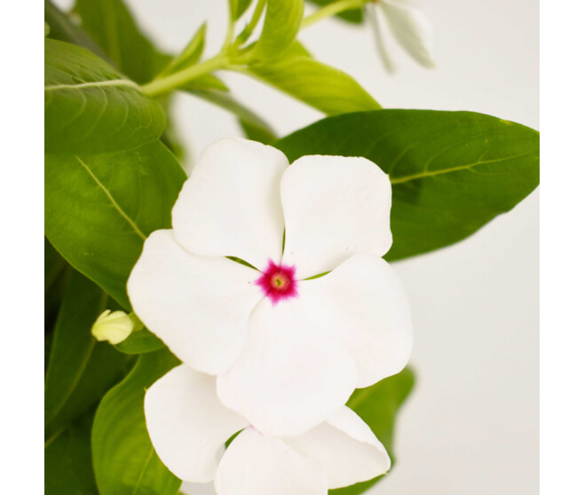 CATHARANTHUS VINCA