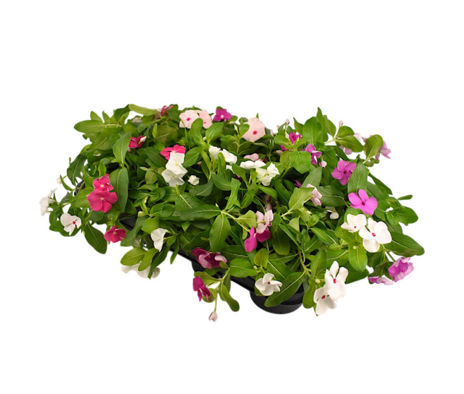 CATHARANTHUS VINCA