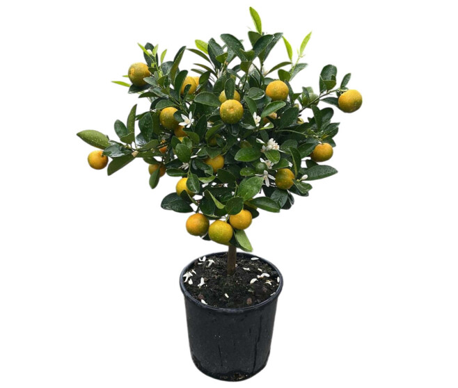 CALAMONDIN TIGE