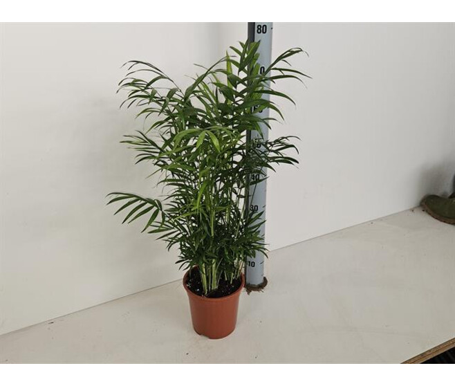 CHAMAEDOREA ELEGANS