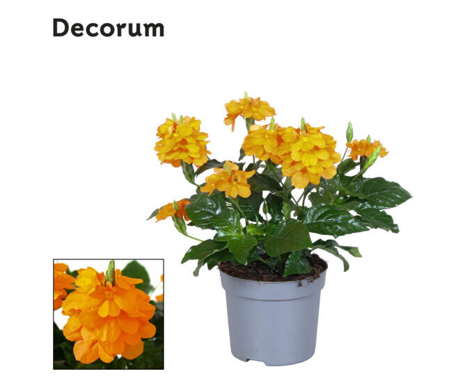 CROSSANDRA