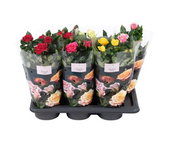 ROSIER PALACE &