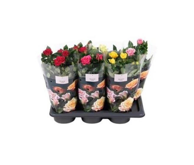 ROSIER PALACE &
