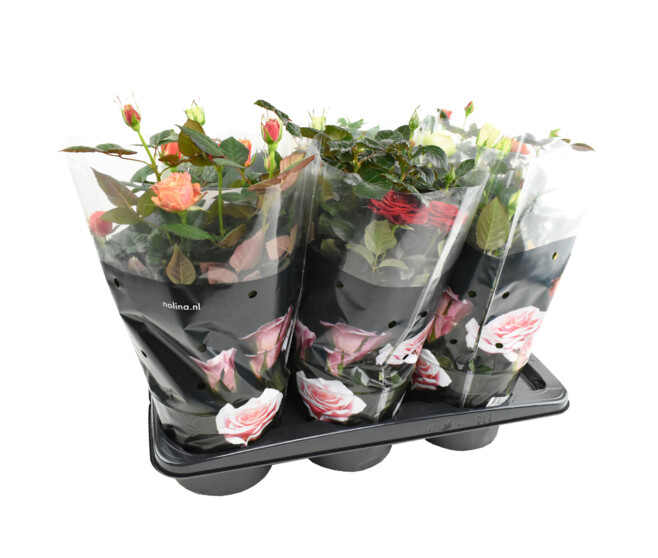 ROSIER PALACE &