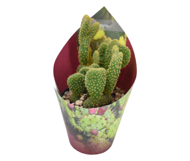 CACTUS VARIES