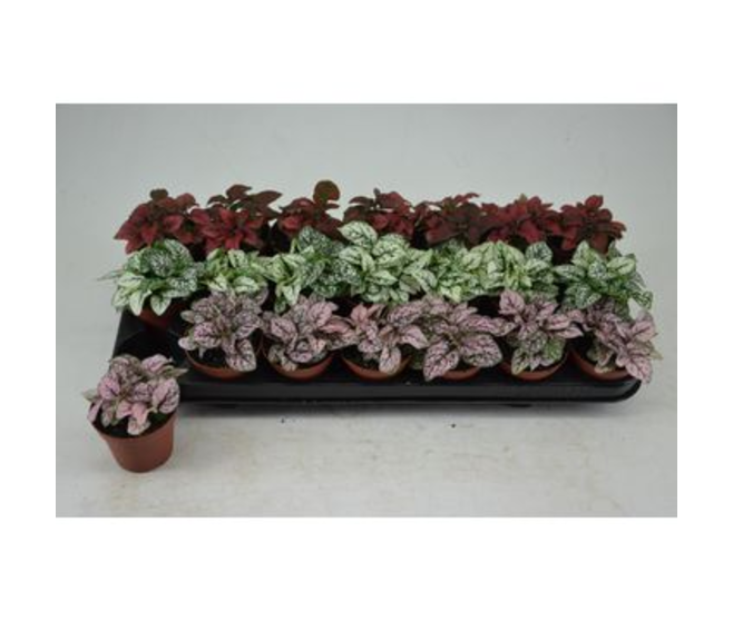 HYPOESTES