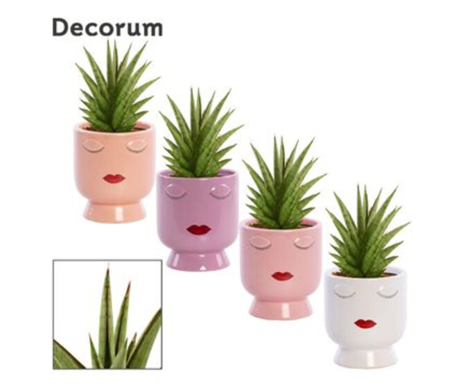 SANSEVIERIA CERAM