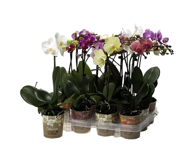 PHALAENOPSIS 1BR