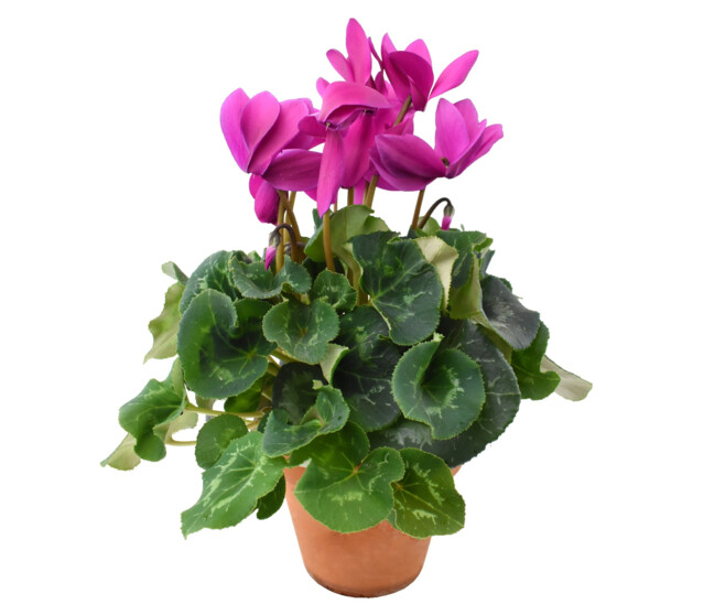 CYCLAMEN P TERRE &