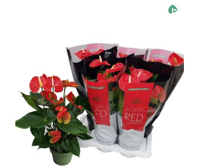 ANTHURIUM ANDREANUM ROUGE &