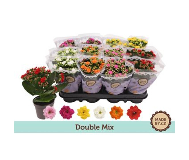 KALANCHOE FL DBLE