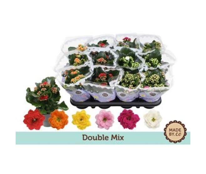 KALANCHOE FL DBLE
