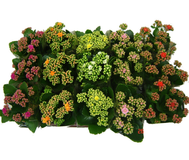 KALANCHOE FL DBLE
