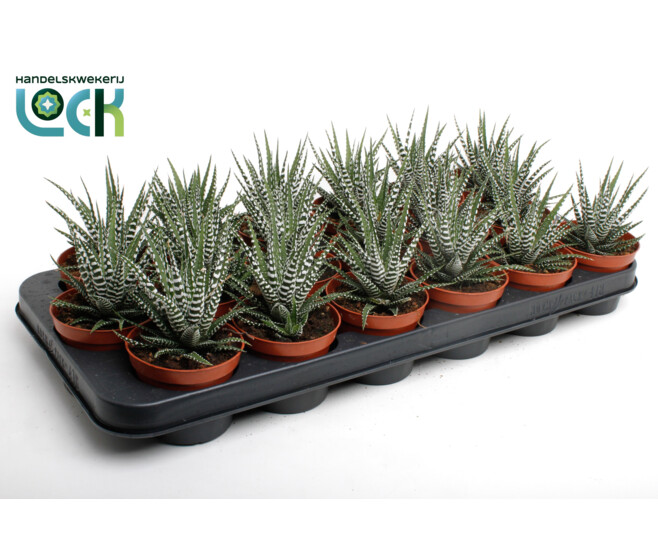 CACTUS HAWORTHIA BIG BAND