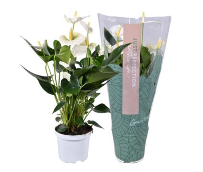 ANTHURIUM ANDREANUM BLANC