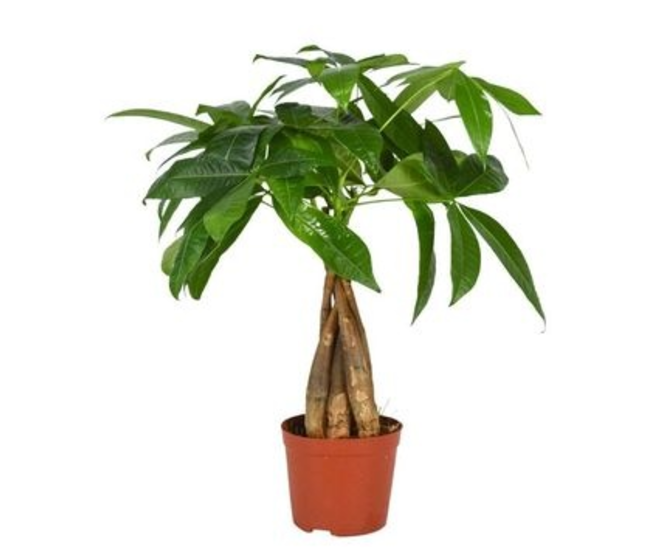 PACHIRA TRESSE
