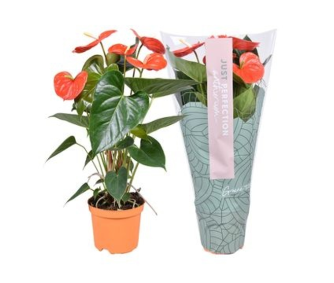 ANTHURIUM ANDREANUM ORANGE
