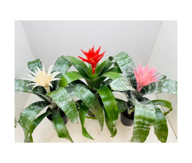 BILBERGIA VARIES