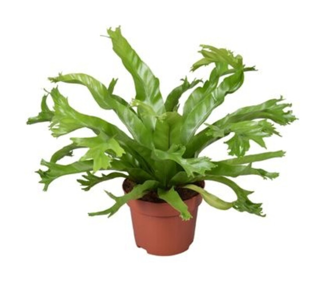 ASPLENIUM NIDUS