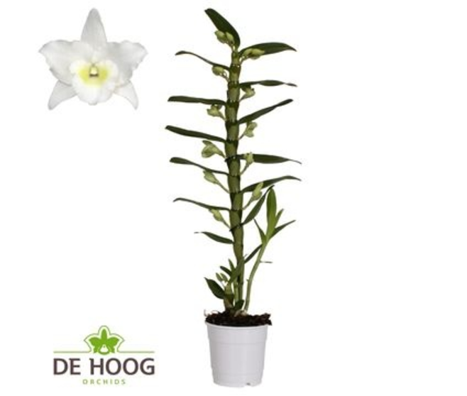 DENDROBIUM 1BR