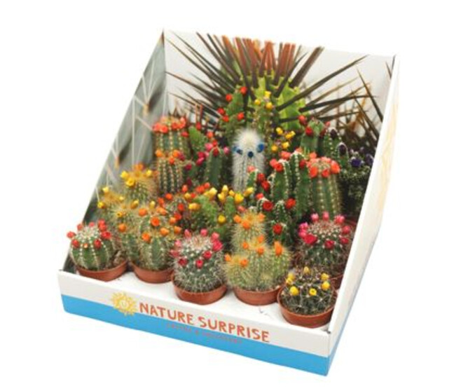 CACTUS FL IMIT