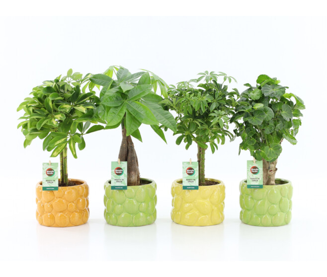 PLANTES VERTES CERAM