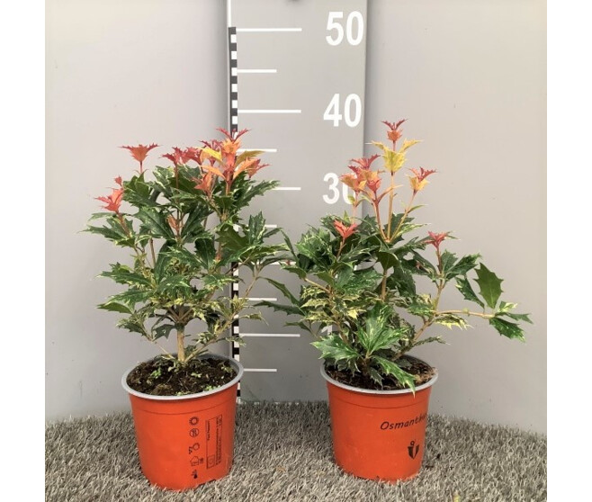 OSMANTHUS TRICOLOR