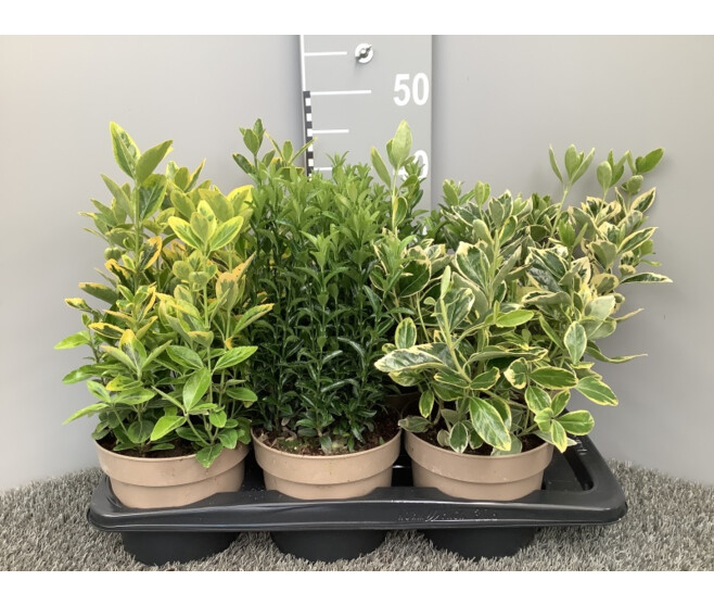 EUONYMUS VARIES