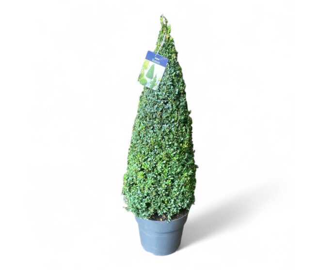 BUXUS PYRAM HT90/100