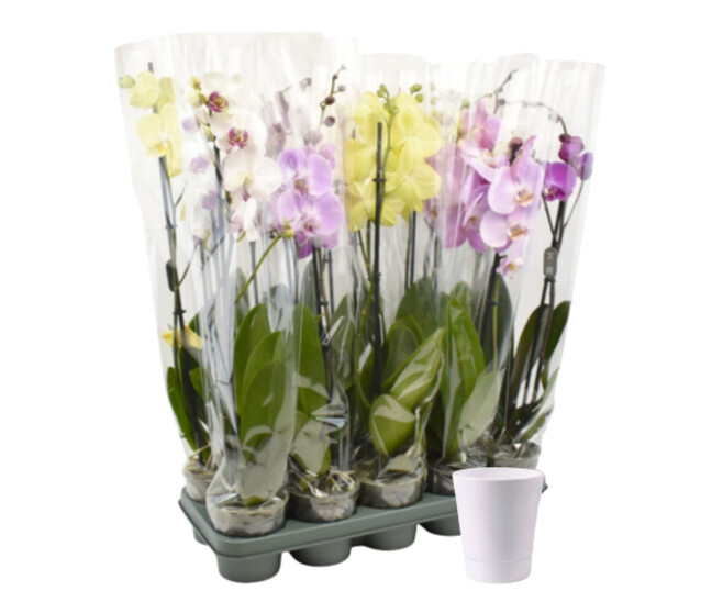 DUO CERAM PHALAENOPSIS 2BR