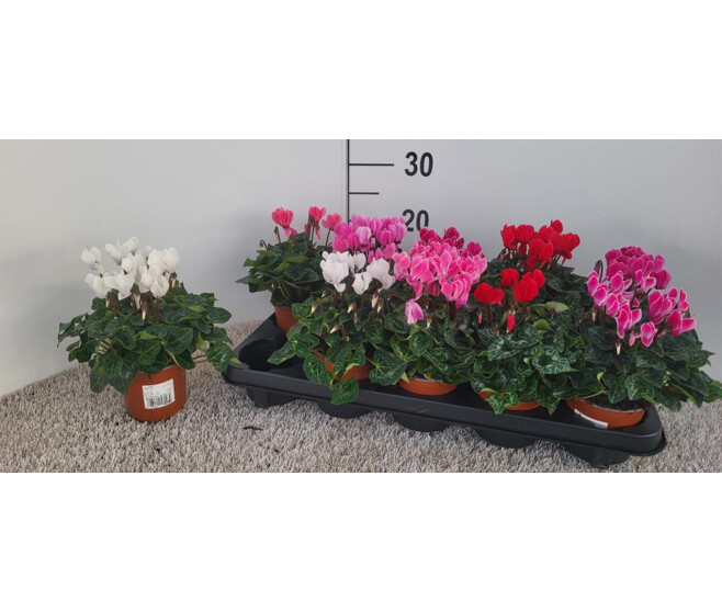 CYCLAMEN MINI