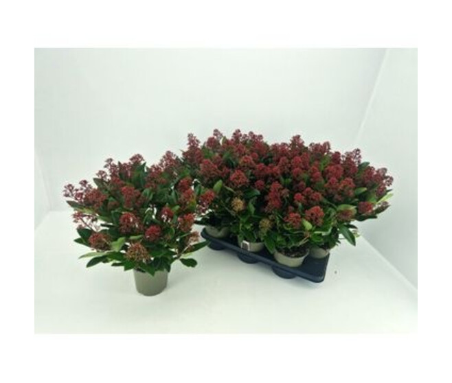 SKIMMIA JAPONICA