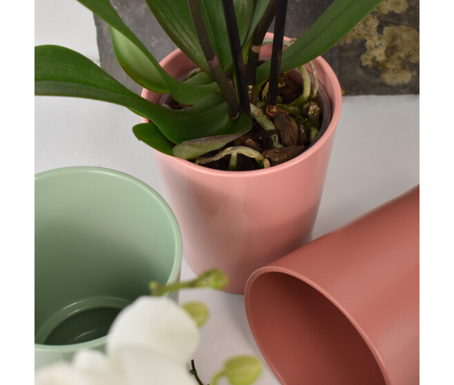 DUO CERAM PHALAENOPSIS 2BR