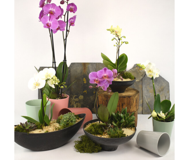 DUO CERAM PHALAENOPSIS 2BR