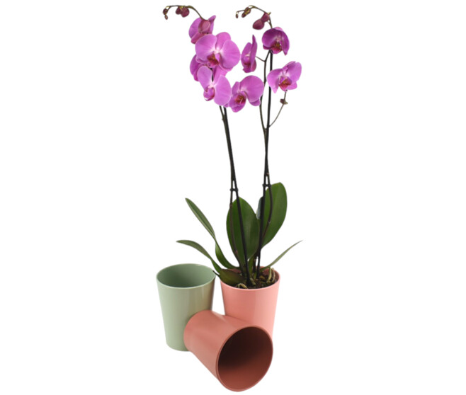 DUO CERAM PHALAENOPSIS 2BR