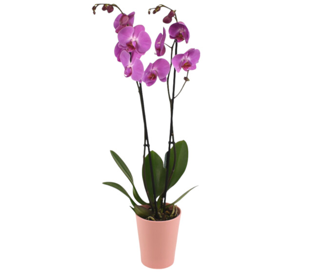 DUO CERAM PHALAENOPSIS 2BR