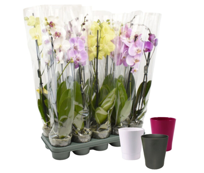 DUO CERAM PHALAENOPSIS 2BR