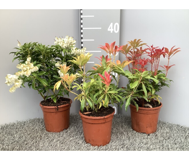 PIERIS VARIES