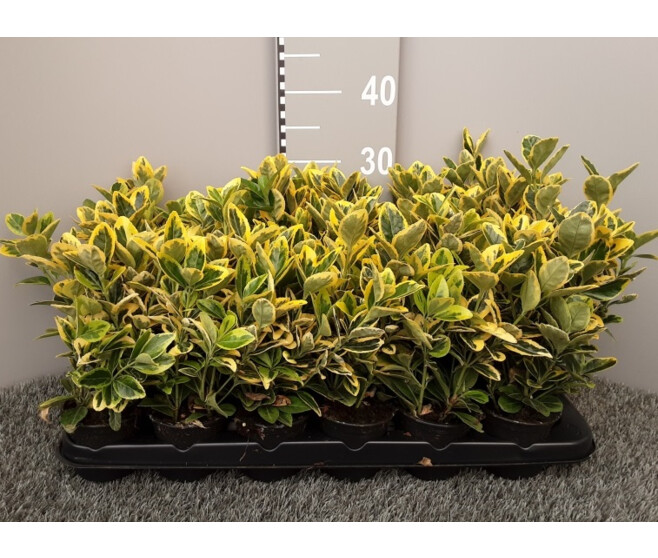 EUONYMUS AUREUS