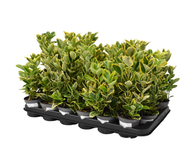 EUONYMUS AUREUS