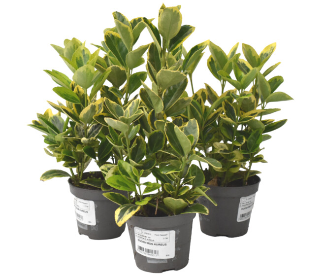 EUONYMUS AUREUS