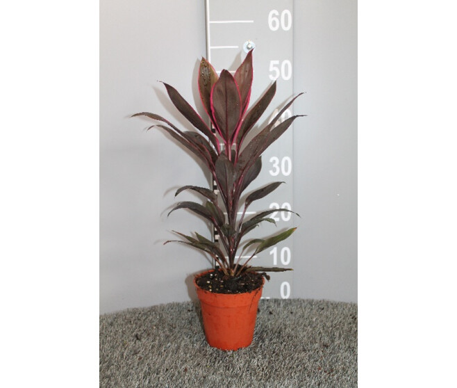 CORDYLINE TANGO