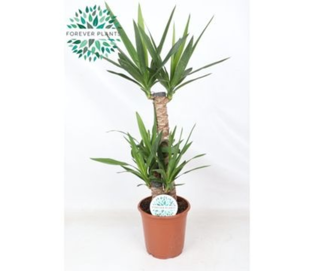 YUCCA 60-30-20