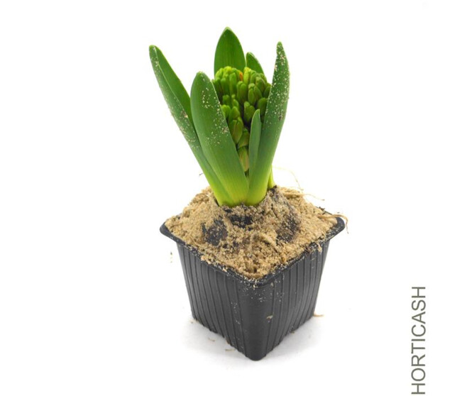 JACINTHE BLANCHE 1PP