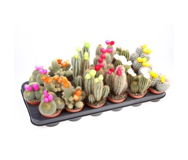 CACTUS FL IMIT