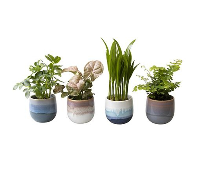 PLANTES VERTES CERAM