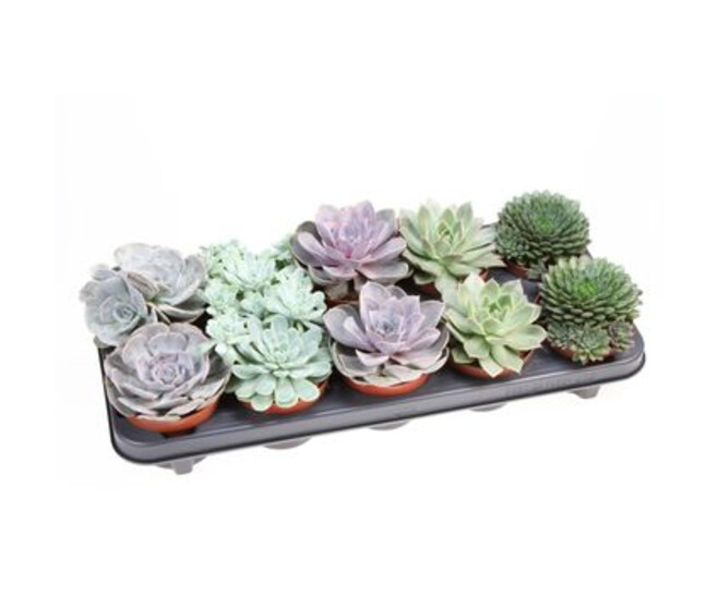 ECHEVERIA