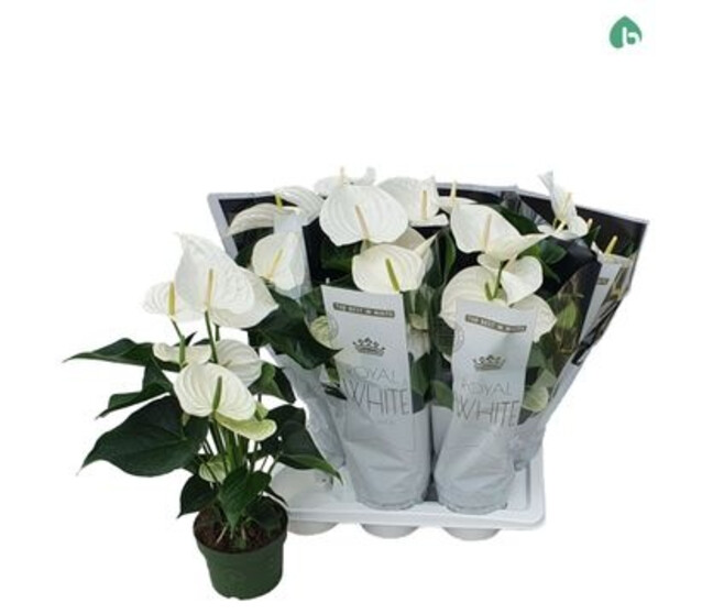 ANTHURIUM ANDREANUM BLANC &